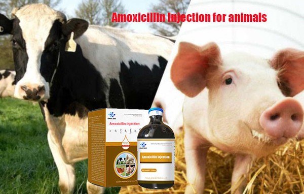 Amoxicillin Suspension for Injection Amoxicillin Suspension for Injection
